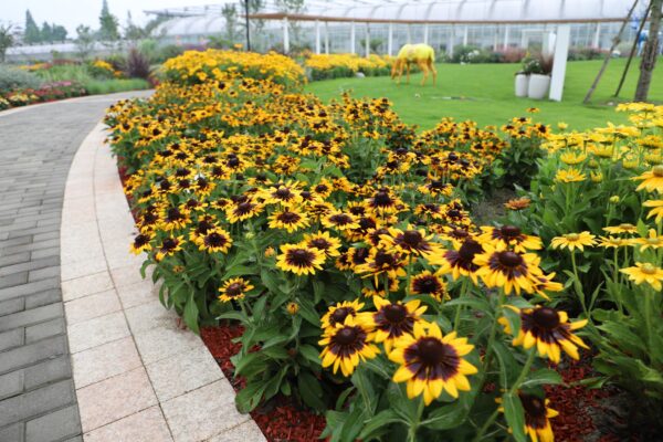 Rudbeckia hirta Sonora - Image 4