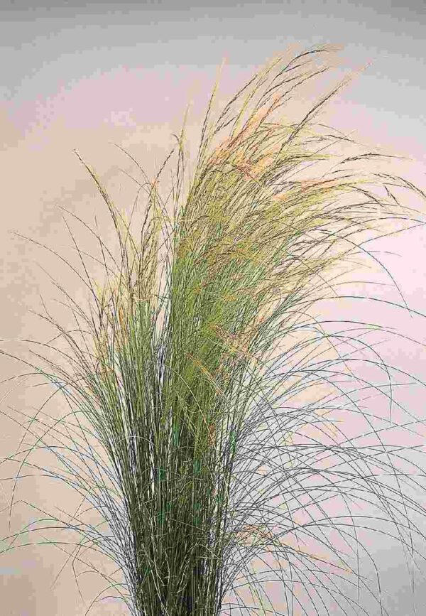 Stipa tenuissima Pony Tails 2