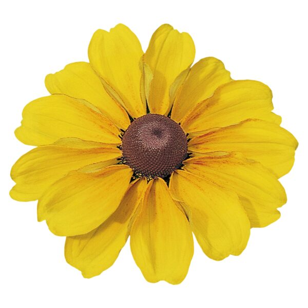 Rudbeckia hirta Toto® Gold - Image 3