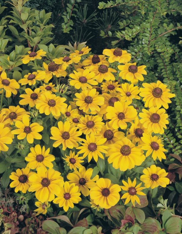 Rudbeckia hirta Toto® Gold - Image 2