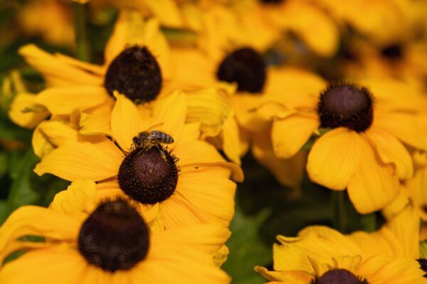 Rudbeckia hirta Toto® Gold - Image 4