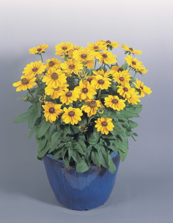 Rudbeckia hirta Toto® Gold