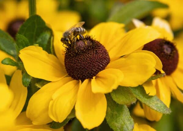 Rudbeckia hirta Toto® Lemon - Image 4