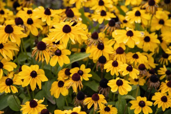 Rudbeckia hirta Toto® Lemon - Image 5