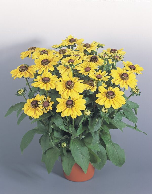 Rudbeckia hirta Toto® Lemon