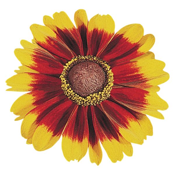 Rudbeckia hirta Toto® Rustic - Image 3