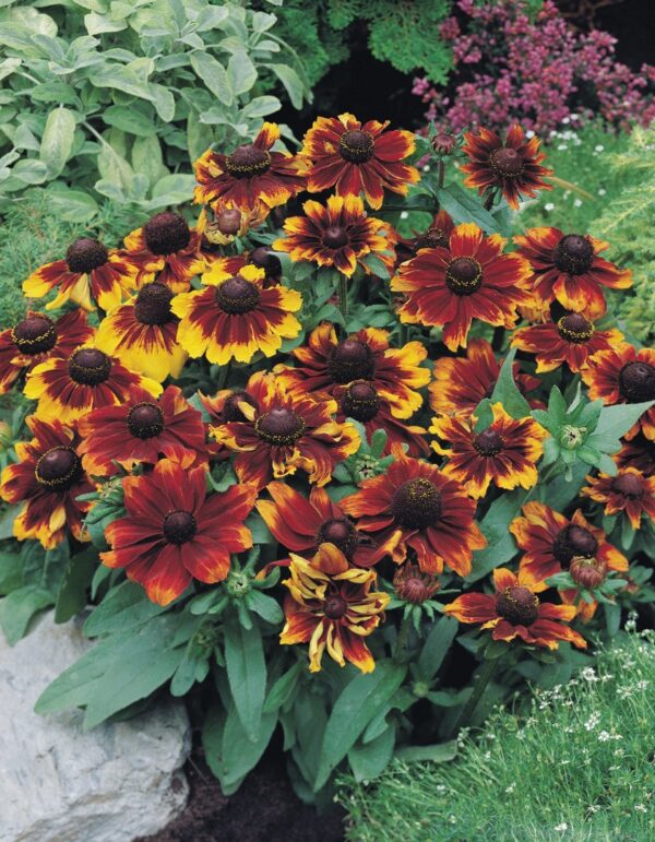 Rudbeckia hirta Toto® Rustic - Image 5