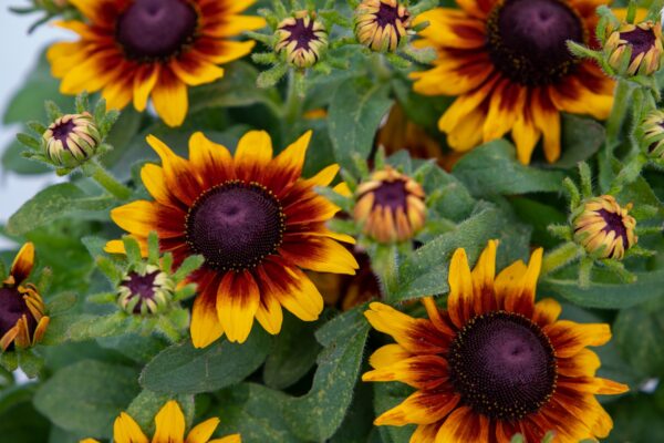 Rudbeckia hirta Toto® Rustic - Image 4