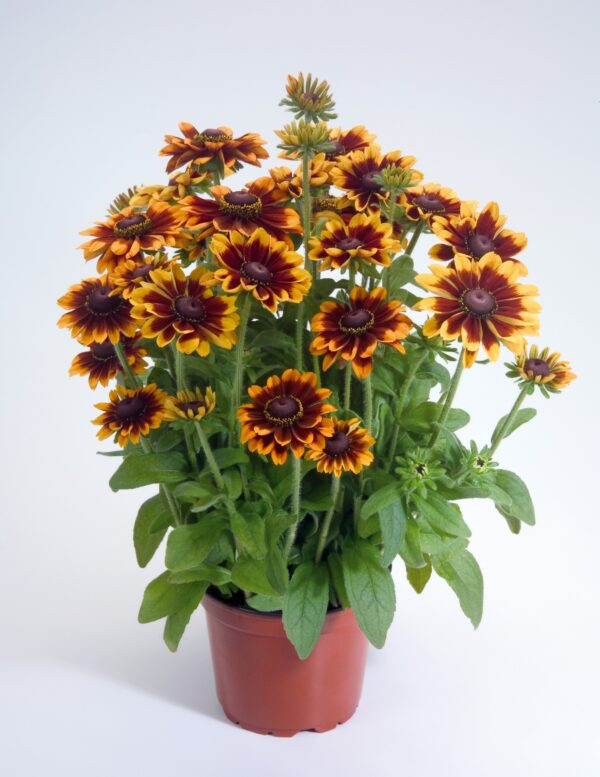 Rudbeckia hirta Toto® Rustic - Image 2