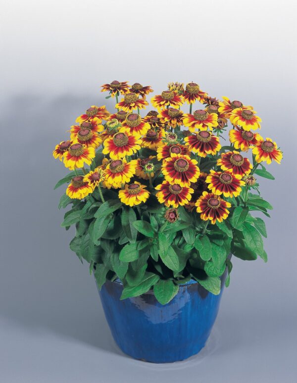 Rudbeckia hirta Toto® Rustic