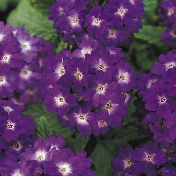 Verbena hybrida Quartz Blue