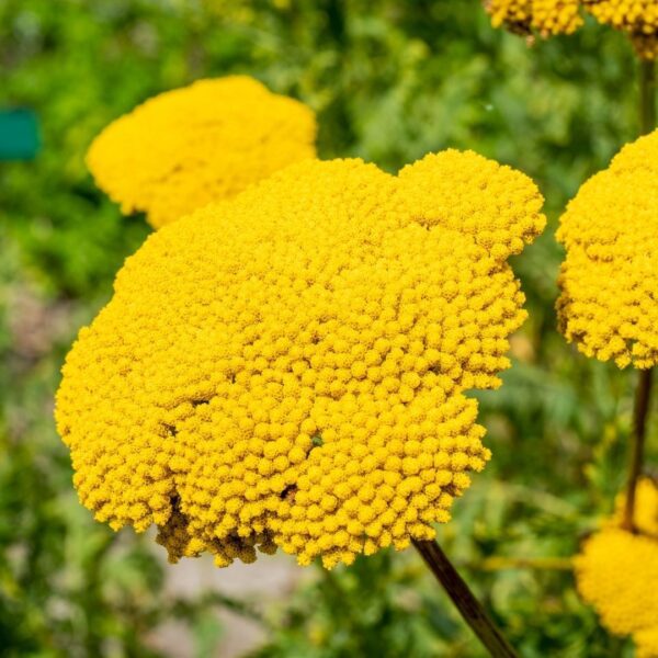 Achillea filipendulina Cloth of Gold 1