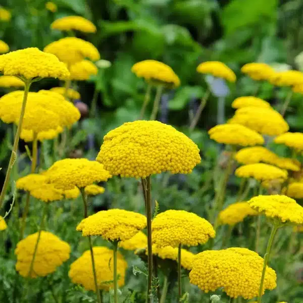 Achillea filipendulina Cloth of Gold