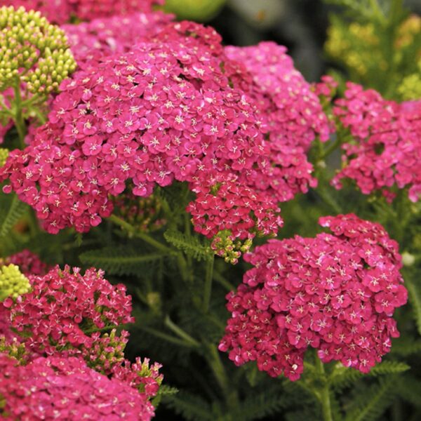 Achillea millefolium Cerise Queen 2 scaled