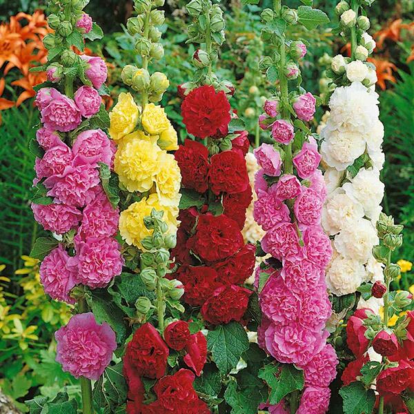 Alcea rosea Chaters Formula mixture 2