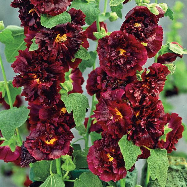 Alcea rosea Chaters Maroon