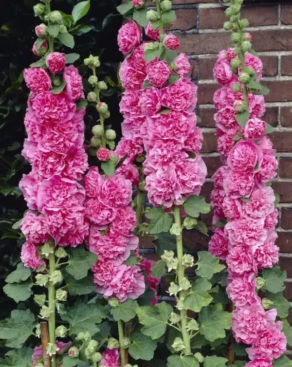 Alcea rosea Chaters Rose Pink 1