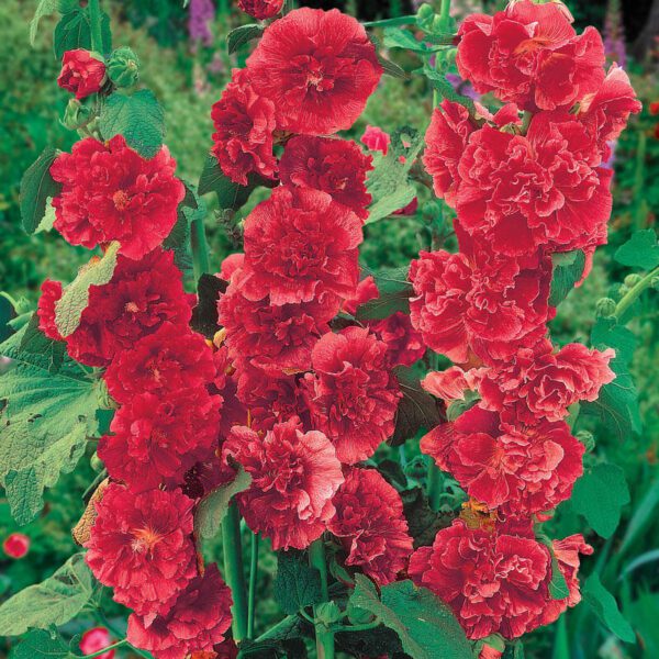 Alcea rosea Chaters Scarlet 1