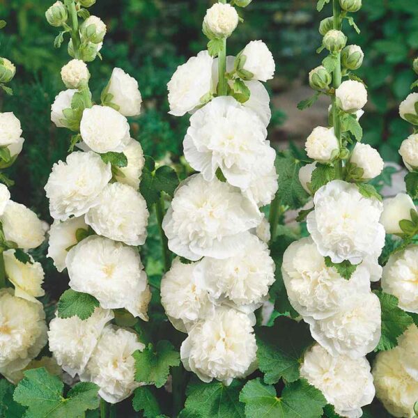 Alcea rosea Chaters White1