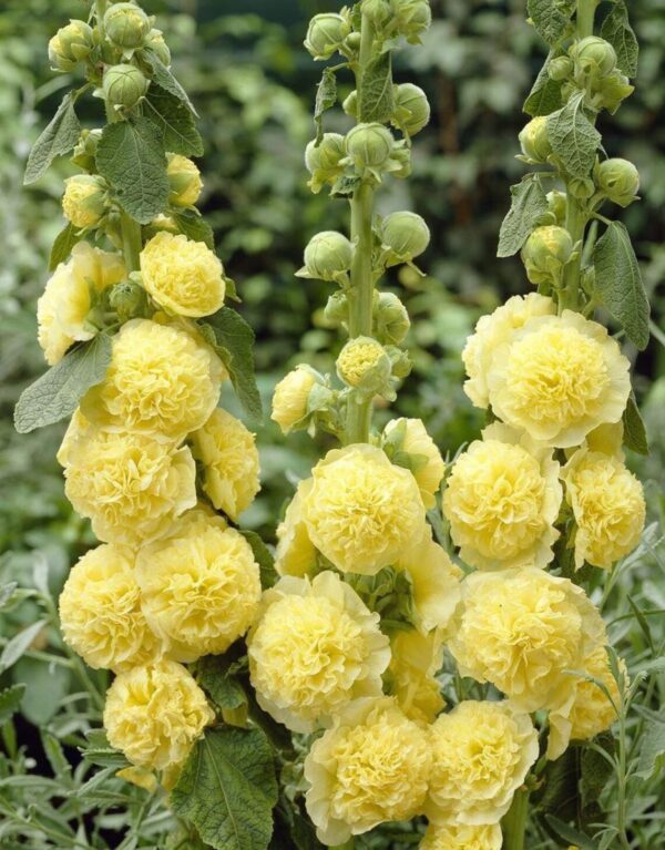 Alcea rosea Chaters Yellow 1