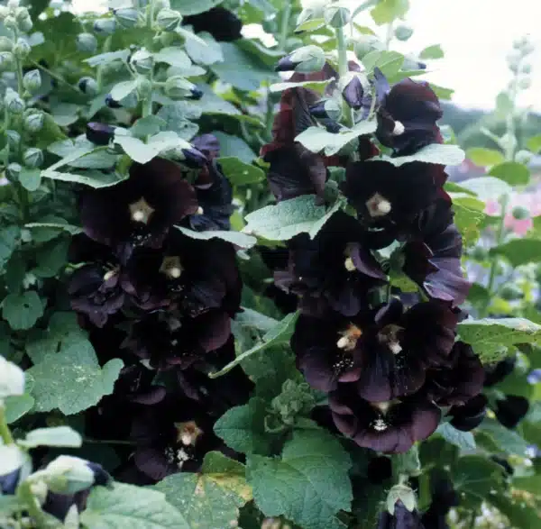 Alcea rosea nigra Jet Black