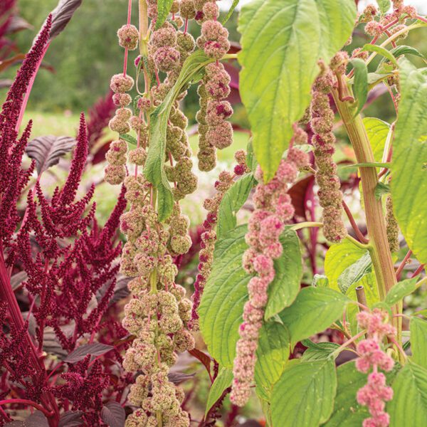 Amaranthus caudatus Mira 1