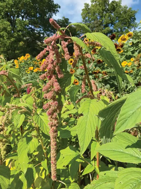 Amaranthus caudatus Mira