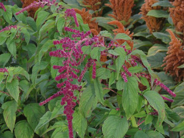 Amaranthus caudatus Pony Tails scaled