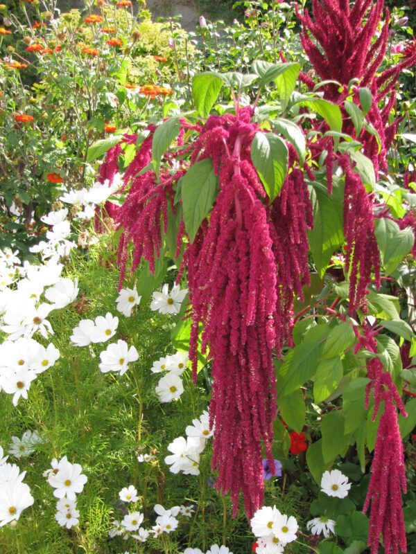 Amaranthus caudatus red scaled