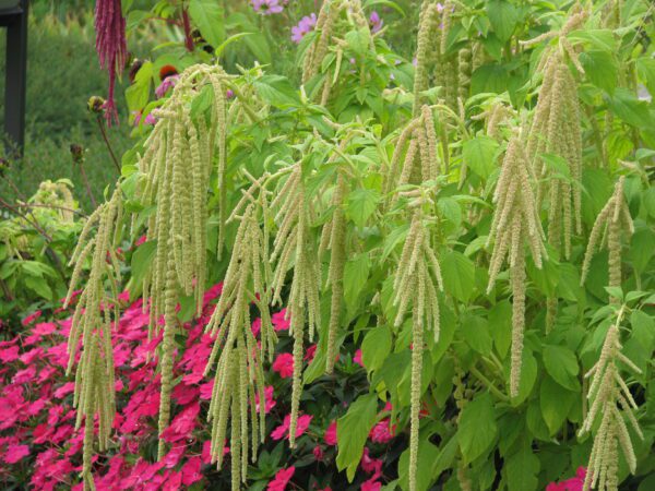 Amaranthus caudatus viridis scaled