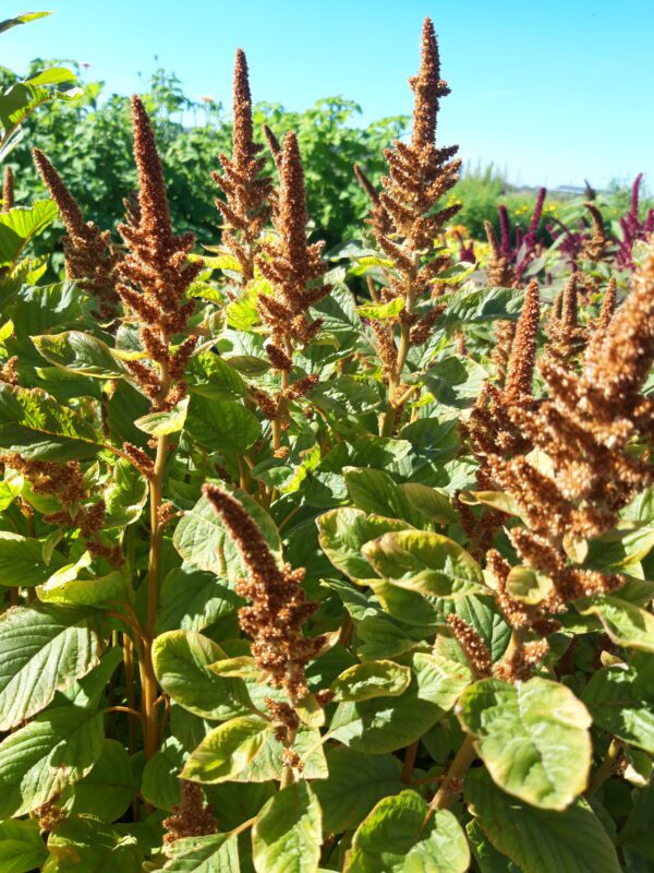 Amaranthus cruentes Hot Bisquits scaled