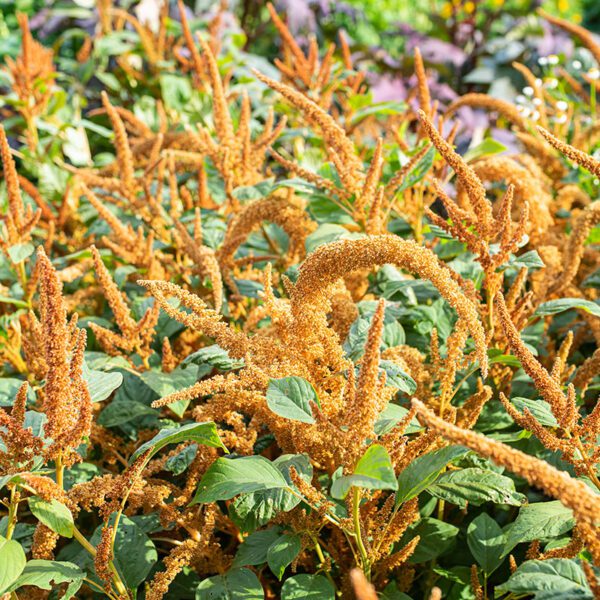 Amaranthus cruentus Hot Biscuits 1