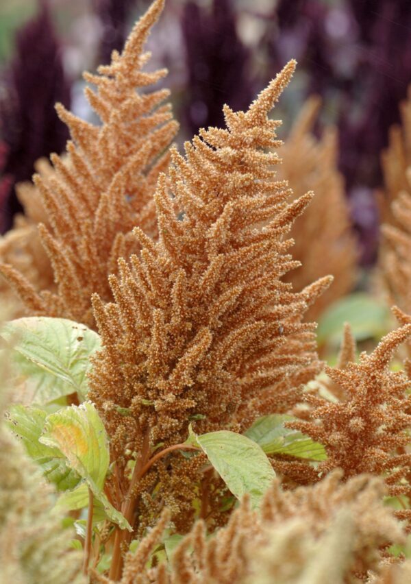 Amaranthus cruentus Hot Bisquits