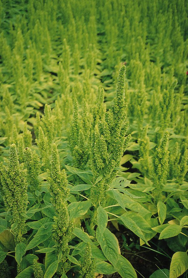 Amaranthus hypochondriacus Green Thumb