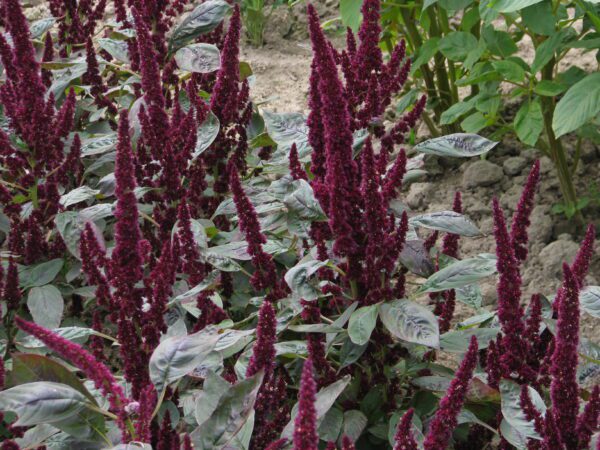 Amaranthus hypochondriacus Pygmy Torch scaled