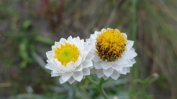 Ammobium alatum grandiflorum 2