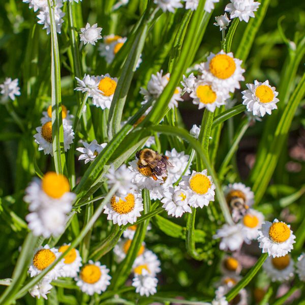 Ammobium alatum grandiflorum