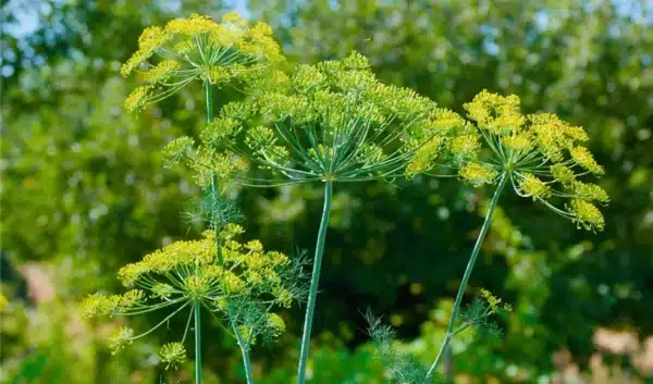 Anethum graveolens Vierling