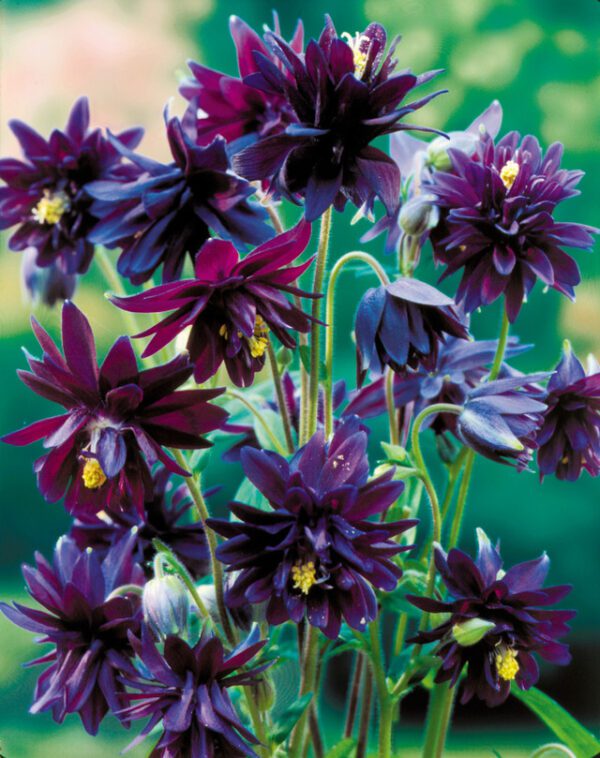 Aquilegia Black Barlow 1