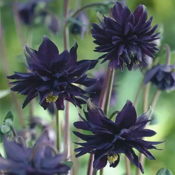 Aquilegia Black Barlow