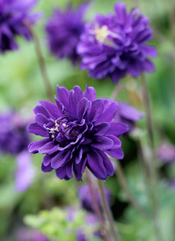 Aquilegia Blue Barlow 3