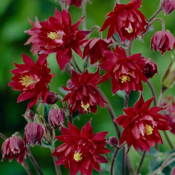 Aquilegia Bordeaux Barlow 1