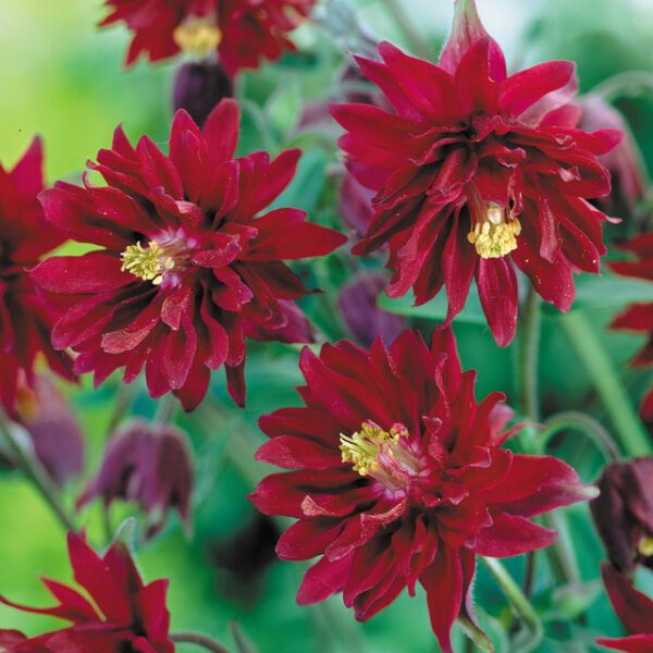 Aquilegia Bordeaux Barlow