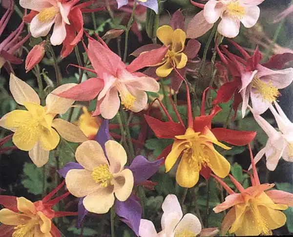 Aquilegia McKana