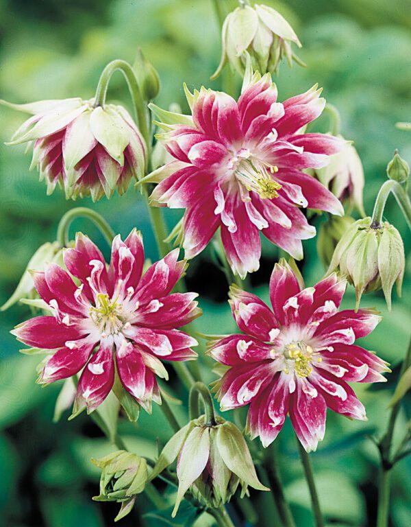 Aquilegia Nora Barlow 1