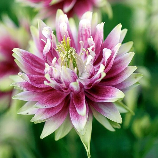 Aquilegia Nora Barlow