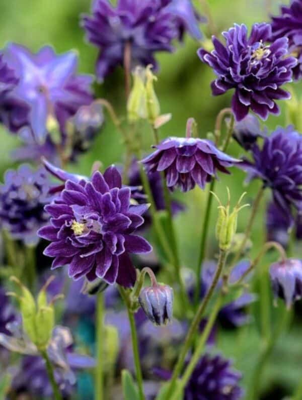 Aquilegia Purple Barlow