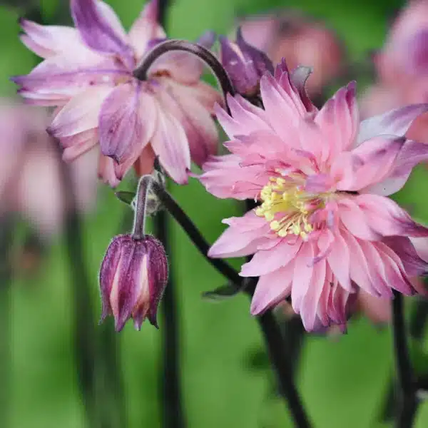 Aquilegia Rose Barlow 1