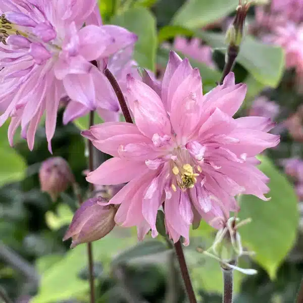 Aquilegia Rose Barlow