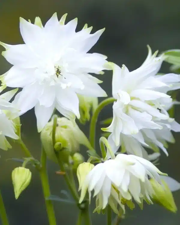 Aquilegia White Barlow